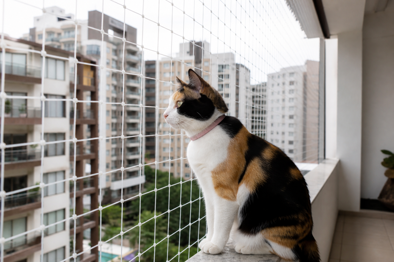 Kedi filesi detay